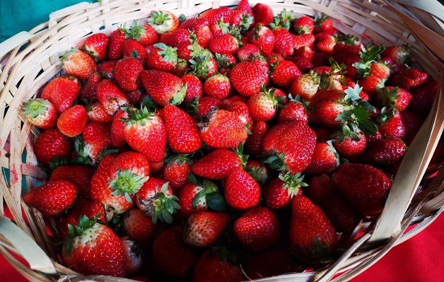 MAG inaugura cámara de frío para frutilleros