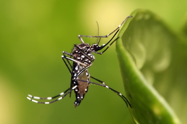 Suman los casos de dengue en el país y piden eliminar criaderos