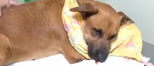 Canela es intervenida por tercera vez tras recaída