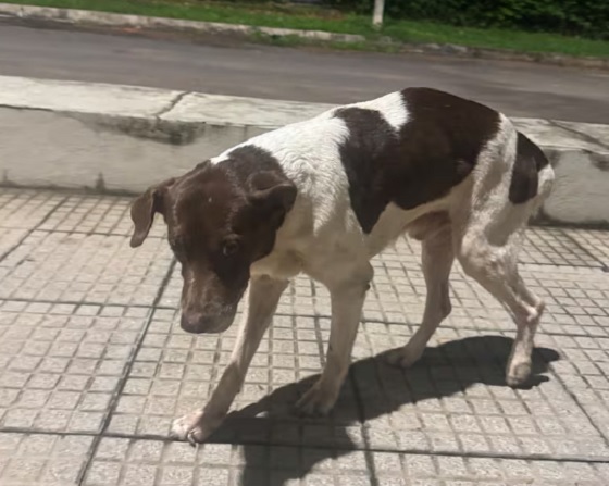 Lanzan plataforma para reportar mascotas perdidas