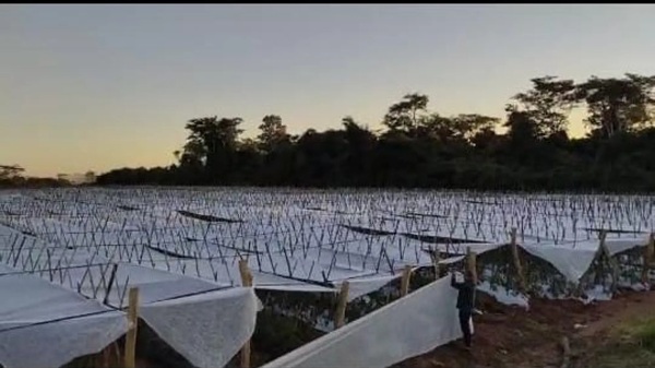 Heladas no afectaron cultivos, pero sigue alerta