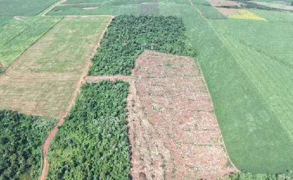 Desmonte en Caazapá: detectan 12 hectáreas taladas