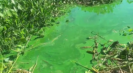 Denuncian contaminación en la laguna de Cateura por desechos industriales