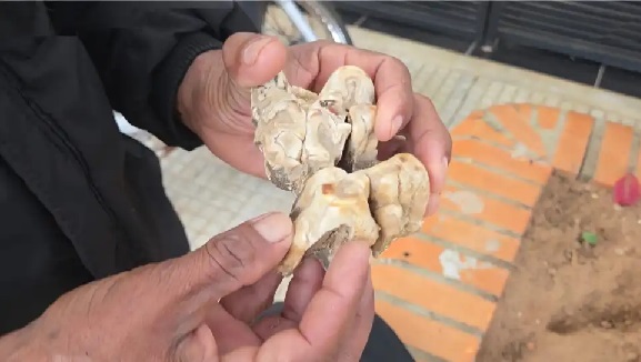 Hallazgo prehistórico en Chaco sorprende a pobladores