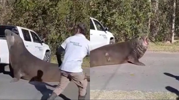 Elefante marino sorprendió y paralizó una ruta