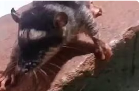 Registran inusual marsupial acuático en Canindeyú