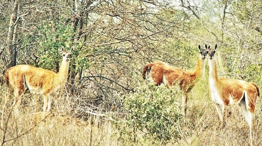 Ambientalistas rechazan explotación en Médanos del Chaco