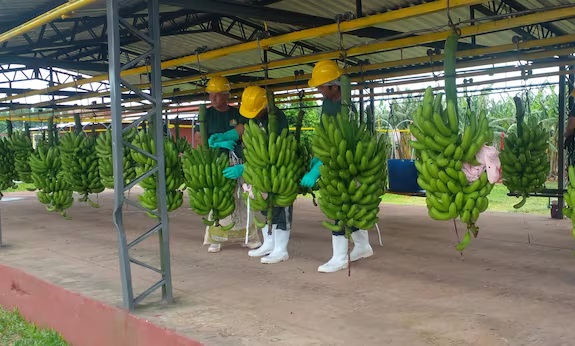 Dólar bajo golpea a bananeros: piden intervención del BCP