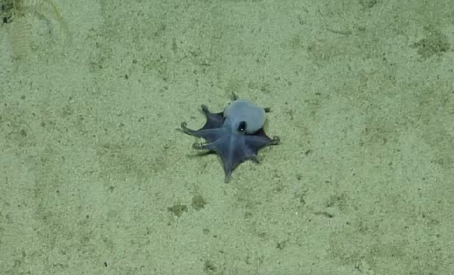 Pulpo azul de Galápagos: descubren nueva especie