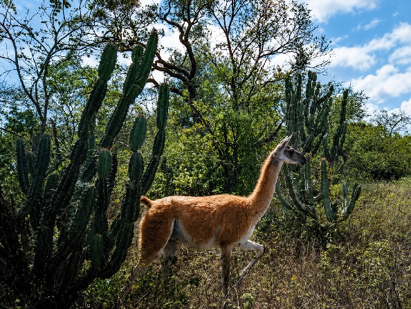 Médanos del Chaco, el tesoro natural que buscan proteger