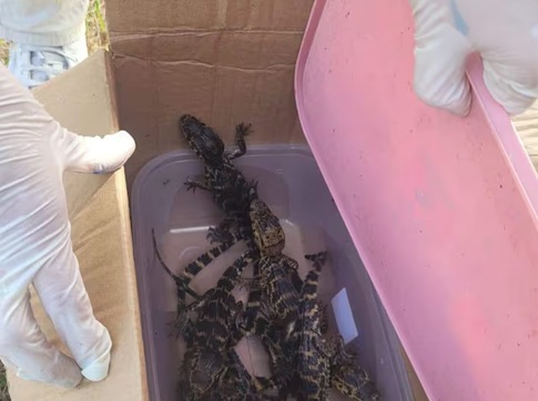 Rescatan siete crías de yacaré en operativo encubierto