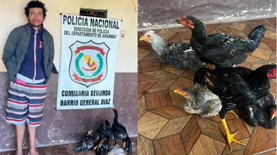 Robó cinco gallinas en Pedro Juan y terminó detenido