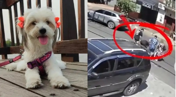 Llevó a su perra a la veterinaria y terminó atropellada