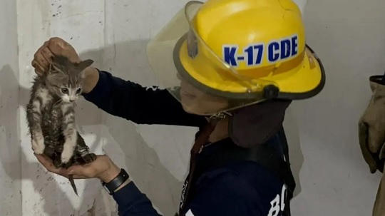 Bomberos salvaron a un gatito en Ciudad del Este