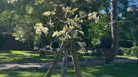 El tajy florece en los jardines del Vaticano