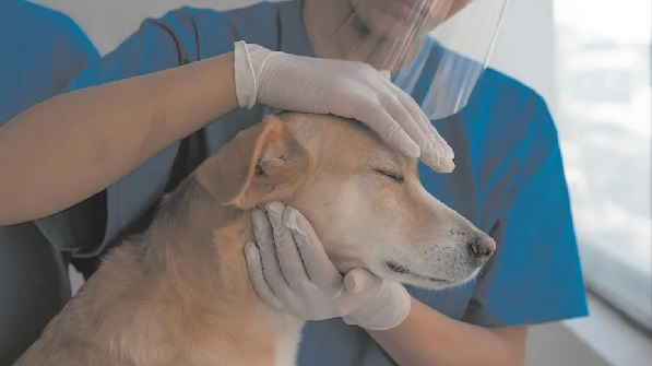 Hospital veterinario público de Luque será licitado en 30 días