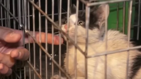 Rescatan a un gatito atrapado en el viaducto de Ñu Guasu