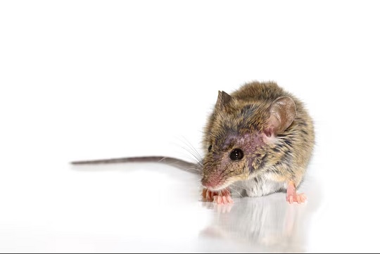 Hantavirus en crucero: Ministerio de Salud vigila riesgo para el país