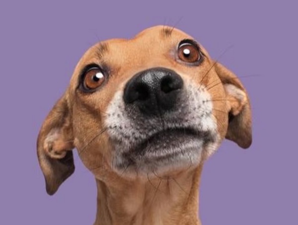 Día Mundial del Perro Sin Raza: amor sin pedigree