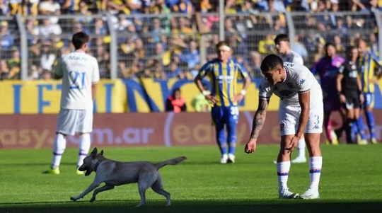 Perrito interrumpe partido en Argentina y se vuelve viral