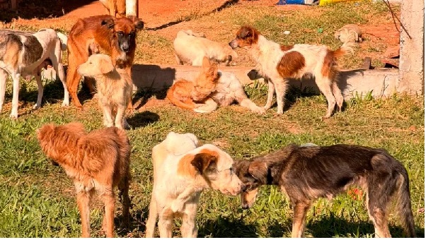Rescatan perros de vivienda insalubre en Ypané