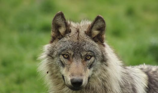 Pastora sobrevivió al ataque de un lobo en Grecia