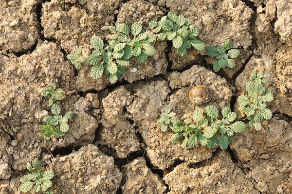 Día contra la Desertificación y Sequía: suelos que se degradan