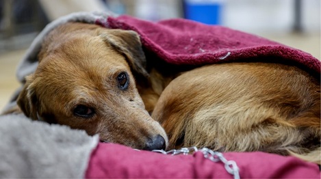 ¿Cómo mantener calentito a tu perro en invierno?