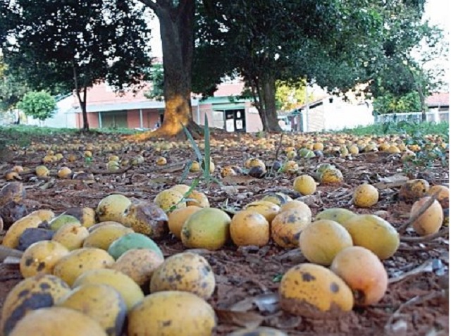 ¿Cómo evitar que los mangos se dañen antes de madurar?