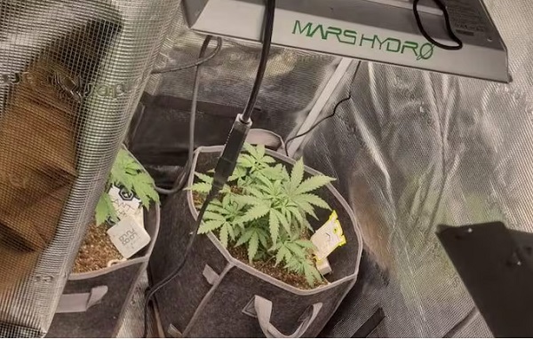 Denuncia por violencia familiar termina con hallazgo de marihuana