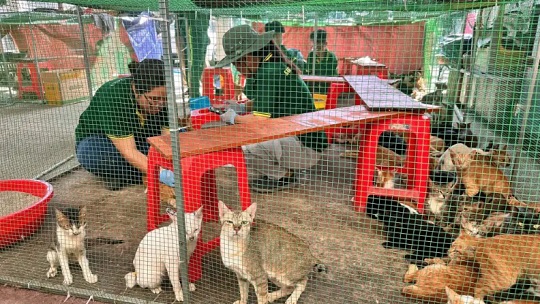 Rescatan casi 400 gatos en Vietnam tras operativo contra tráfico de animales