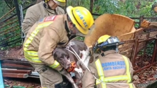 Bomberos rescatan a un perro arrastrado por el raudal al arroyo Lambaré