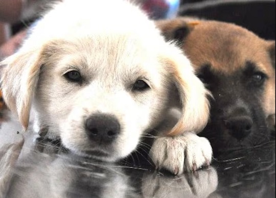 Maltrato animal: habilitan plataforma para denuncias con fotos y videos