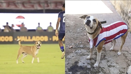 ¿Quién es Dexter, el perro que ingresó al Defensores?