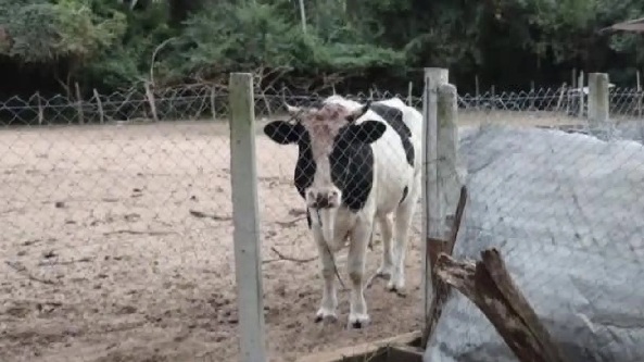 Hallan muerto a un capataz tras sufrir ataque de un toro