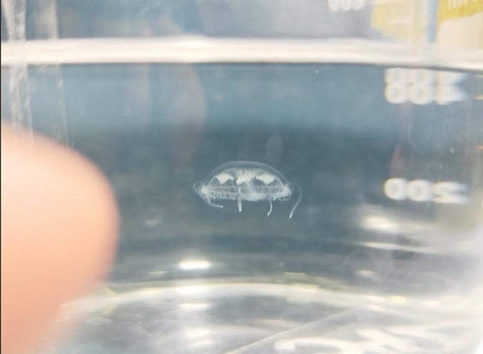 Primer registro de medusa de agua dulce en Paraguay