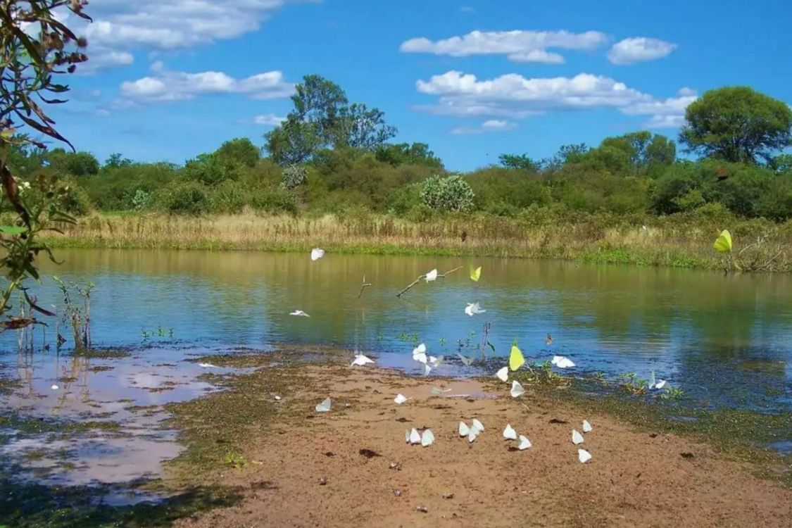 Ambientalistas alertan sobre riesgos en Médanos del Chaco