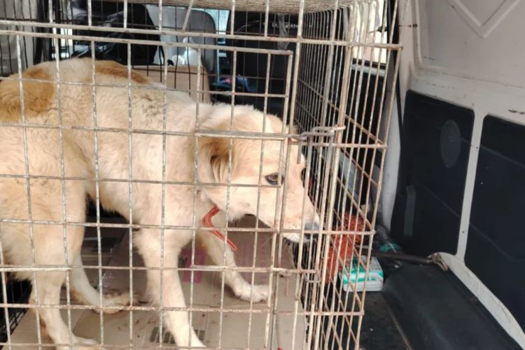 Buscan aumentar las penas de cárcel por maltrato animal