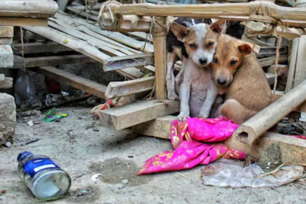 Animales abandonados: alertan sobre riesgos para la comunidad