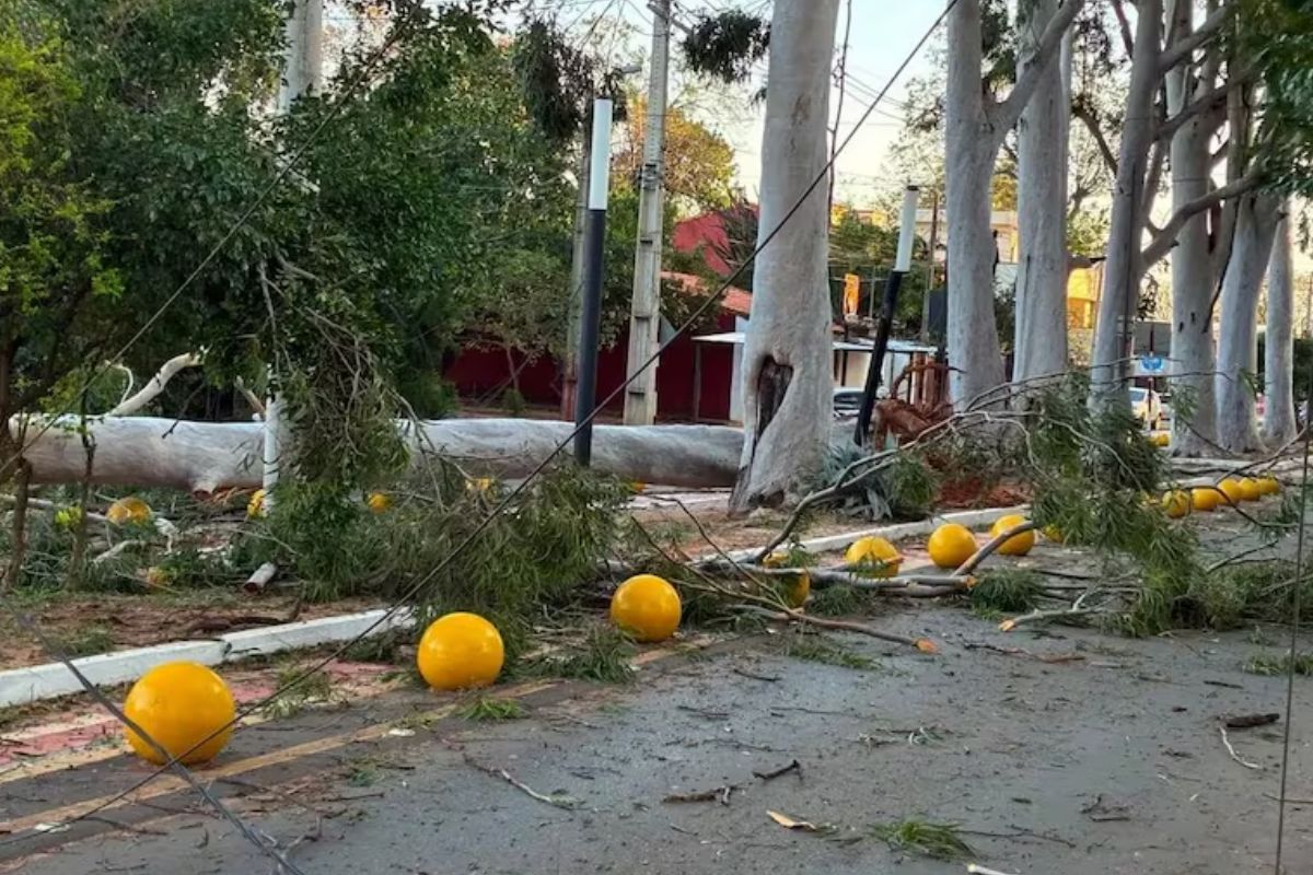 Fuertes vientos causan caída de árboles y daños materiales en San Lorenzo