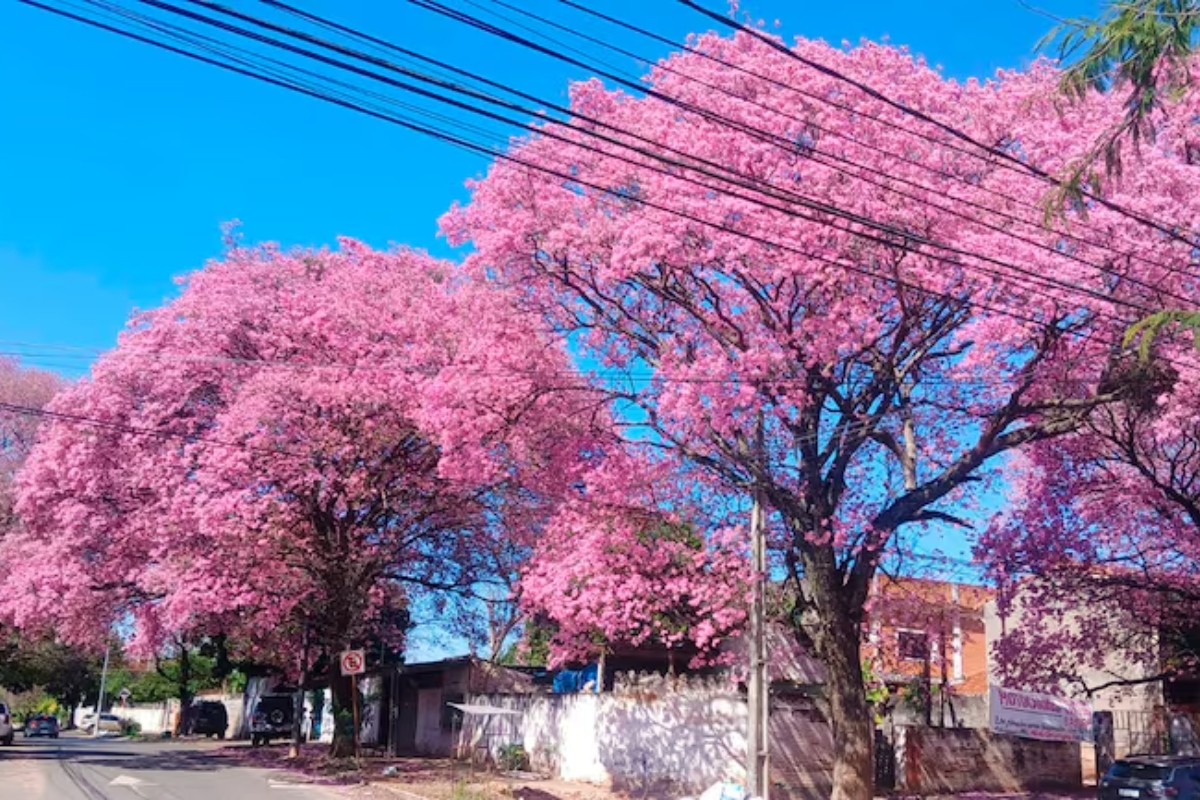 Los lapachos ya florecen en distintos puntos del país