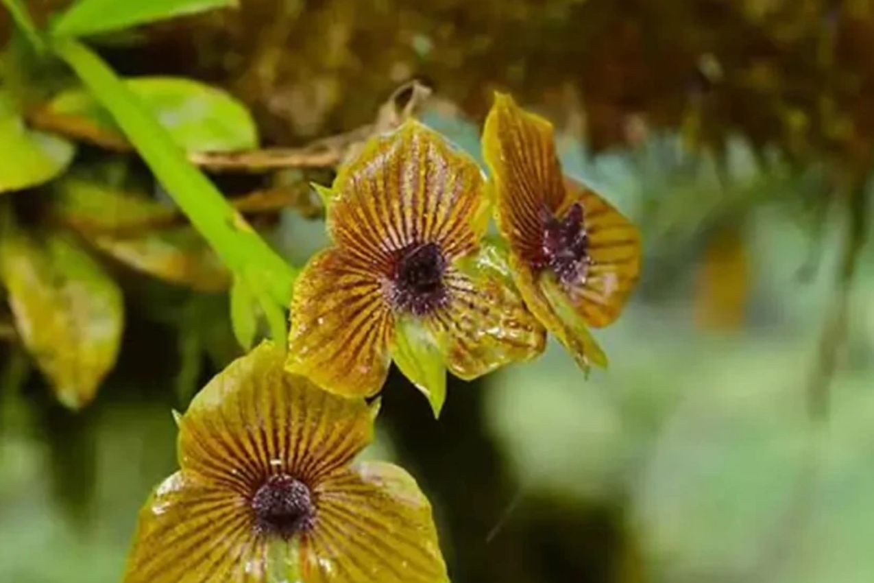 Descubren nueva especie de orquídea en bosques de Ecuador