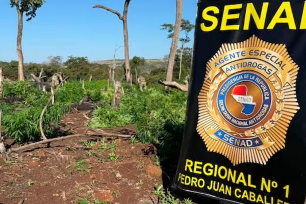 Destruyen más de 21 toneladas de marihuana en operativo