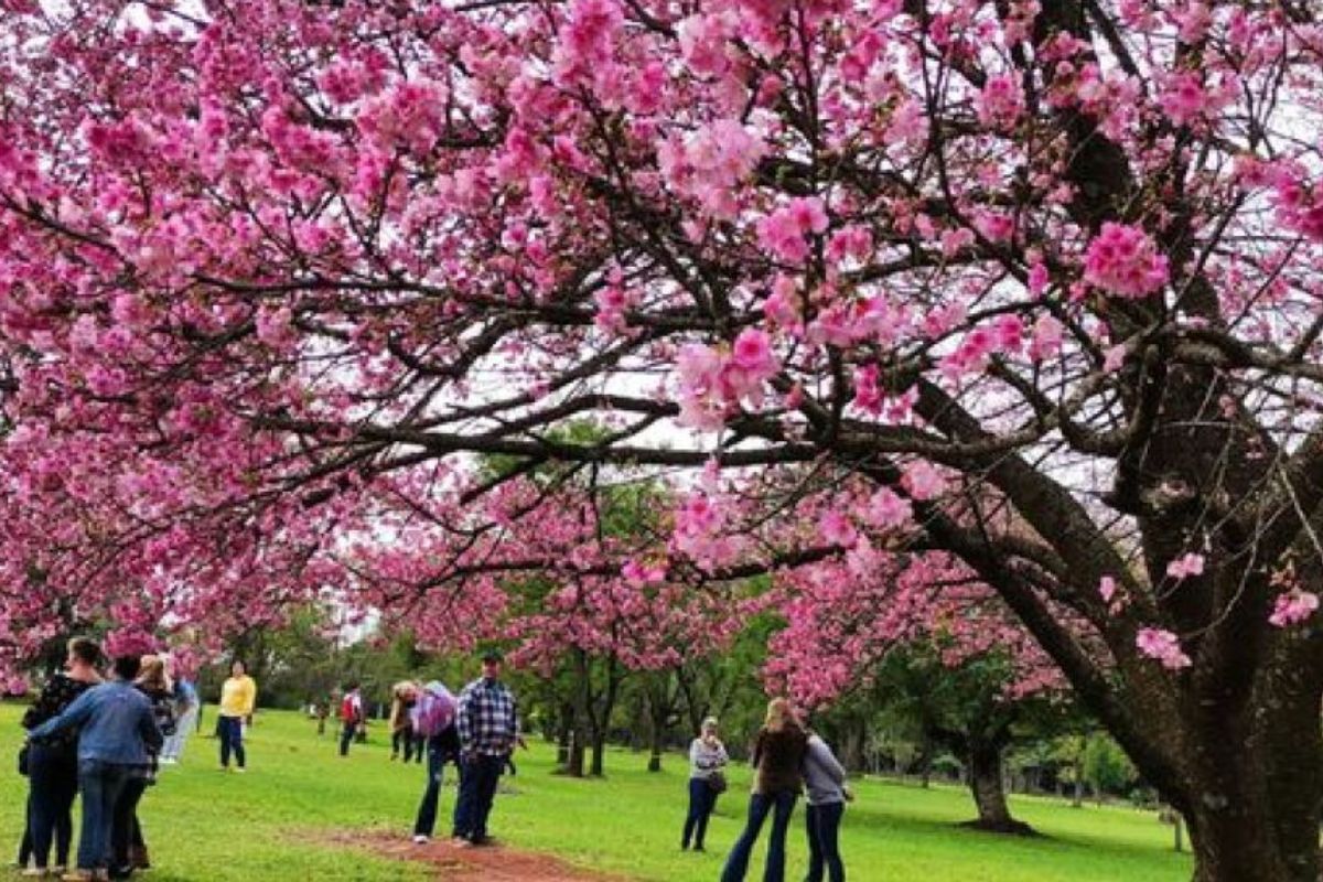 Cerezo en flor: el famoso sakura de La Paz entra en sus últimos días